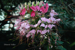 Cleome hassleriana